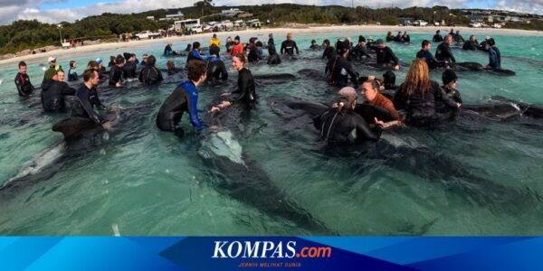 160 Paus Pilot Terdampar di Pantai Australia, 26 Telah Mati