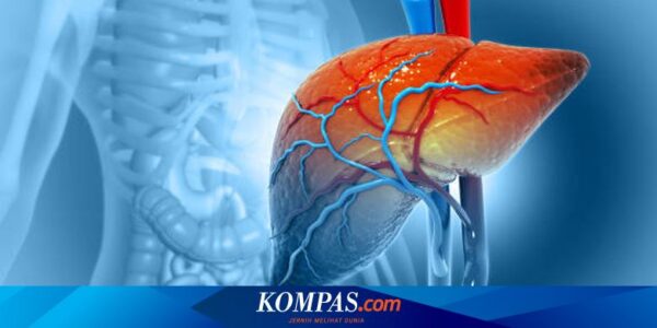 Apa yang Terjadi jika Hati Mengalami Kerusakan? Berikut Ulasannya…