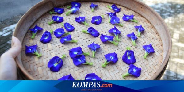 Apakah Bunga Telang Bisa Langsung Dimakan? Ini Penjelasannya…