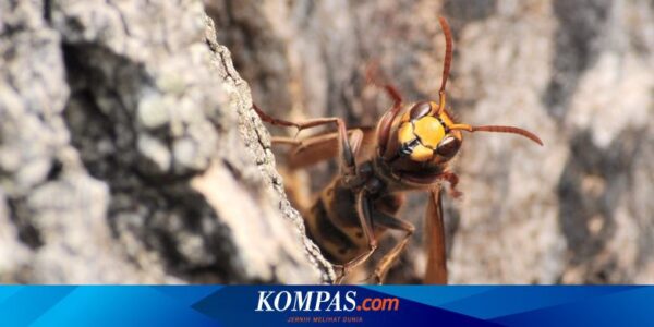 Balita Ini Sebut Ada Monster di Dinding Kamar, Ternyata Sarang 50.000 Lebah