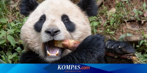 China Kirim 2 Panda Zhu Yu dan Jin Xi ke Kebun Binatang Madrid