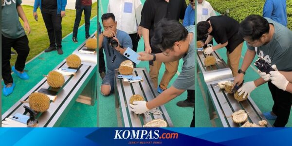 HP Oppo yang Sanggup Belah Durian Bisa Dibeli di Indonesia, Harga Rp 2 Jutaan