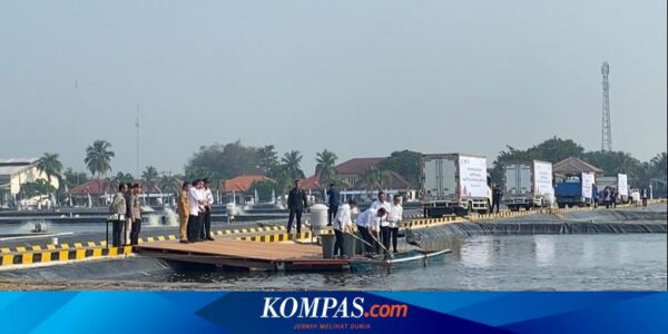 Jokowi Panen Ikan Nila Salin di Tambak Air Payau Karawang
