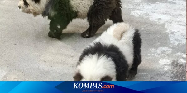 Kebun Binatang di China Warnai 2 Anjing Jadi Mirip Panda, Tarik Banyak Pengunjung tapi Tuai Kritik