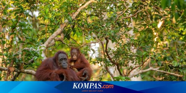 Malaysia Akan Hadiahkan Orangutan kepada Negara Pembeli Minyak Sawit, Serupa Diplomasi Panda dari China