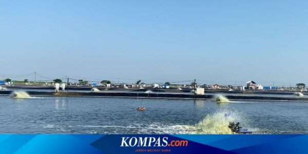 Presiden Jokowi Bakal Resmikan Modeling Budidaya Ikan Nila Salin di Karawang Besok