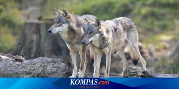 3 Serigala Serang Perempuan di Kebun Binatang Perancis