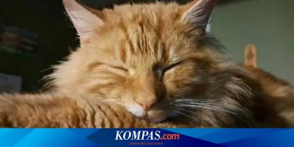 Alasan Kenapa Kucing Oranye Jantan Berjiwa Petualang, Ini Kata Pakar Inggris