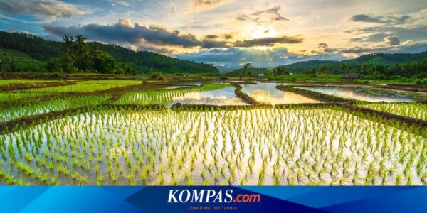 Anak Muda Tak Mau Jadi Petani, Jepang Terancam Kekurangan Makanan