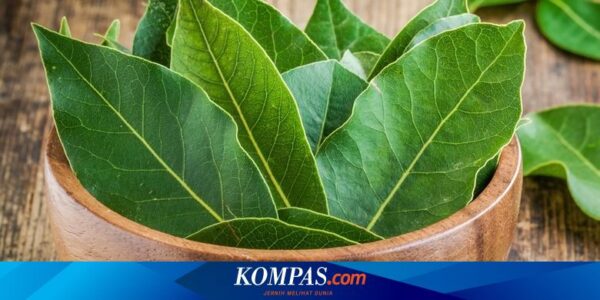 Apa Efek Samping dari Daun Salam? Berikut Ulasannya…