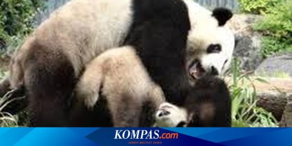 China Akan Ambil Panda Wang Wang dan Fu Ni dari Kebun Binatang Adelaide Australia, tapi…