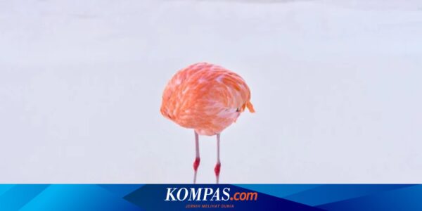 Dicabut, Gelar Fotografer Pemenang Lomba AI yang Pakai Foto Asli Flamingo