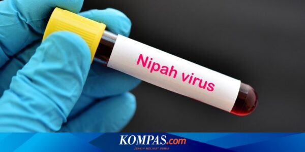 Gejala Virus Nipah yang Berasal dari Kelelawar Buah