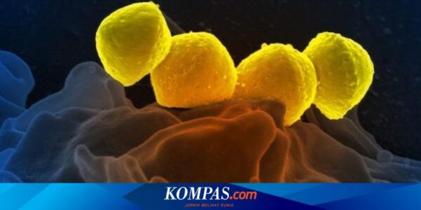 Kenali Streptococcal Toxic Shock Syndrome yang Akibatkan Gagal Organ