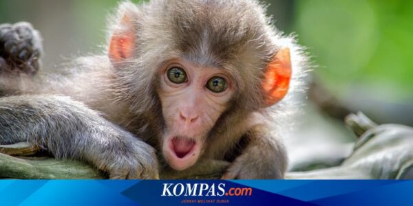 Lebih dari 200 Monyet Howler di Meksiko Mati Akibat Gelombang Panas