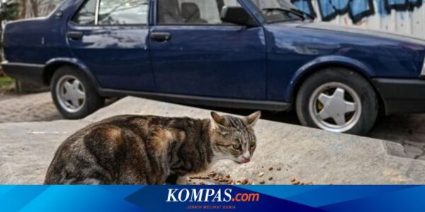 Mitos atau Fakta, Kemoceng Bisa Cegah Kucing Naik ke Kap Mobil