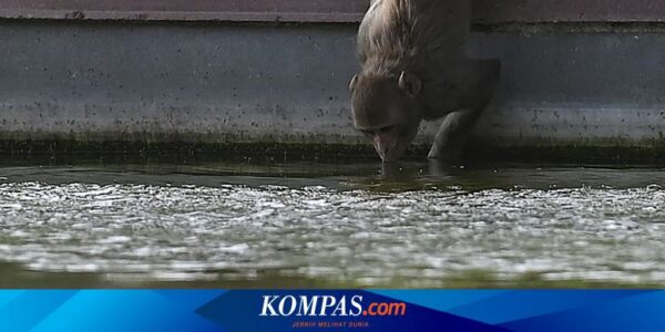 Monyet-monyet Mati Tenggelam di Sumur akibat Gelombang Panas India