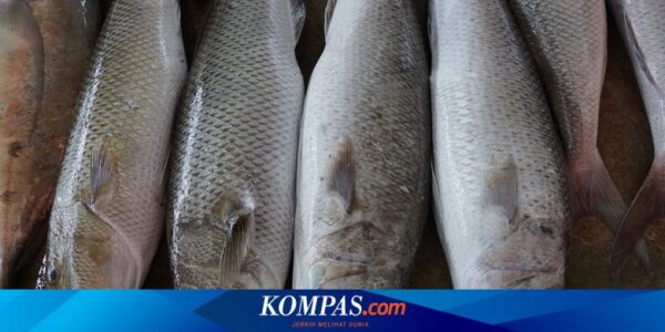 Terapi Telan Ikan Mentah di Hyderabad India untuk Obati Asma