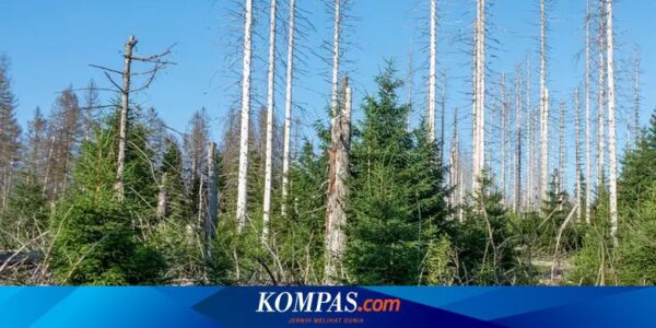 Tinggal 20 Persen Pohon Sehat di Jerman, Indonesia Bagaimana?