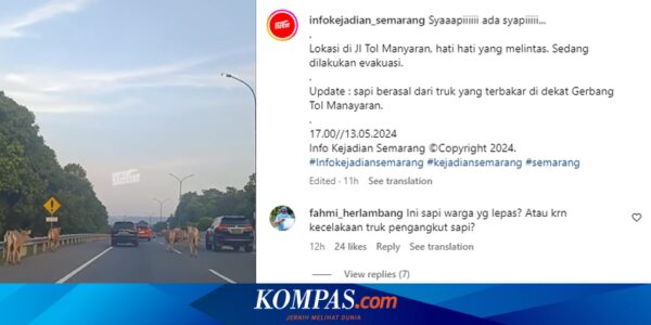 Video Viral, Sapi Lepas di Gerbang Tol Manyaran Semarang