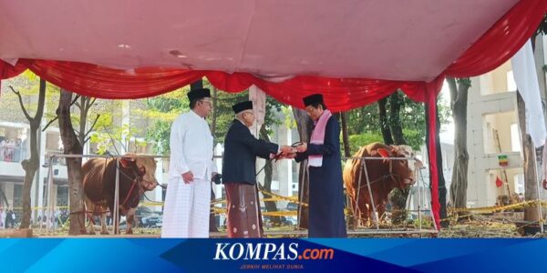 Wapres Ma’ruf Serahkan Sapi Kurban Jokowi 1,3 Ton ke Masjid Istiqlal