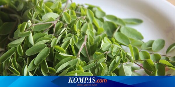 Daun Kelor untuk Mengobati Apa? Berikut 10 Daftarnya…