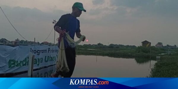 Dompet Dhuafa Banten Adakan Program Budi Daya Udang Vaname, Petambak Merasa Terbantu