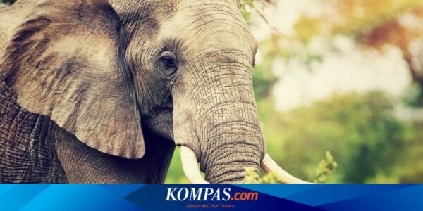 Gajah Mengamuk di Festival Keagamaan Sri Lanka, 13 Orang Terluka