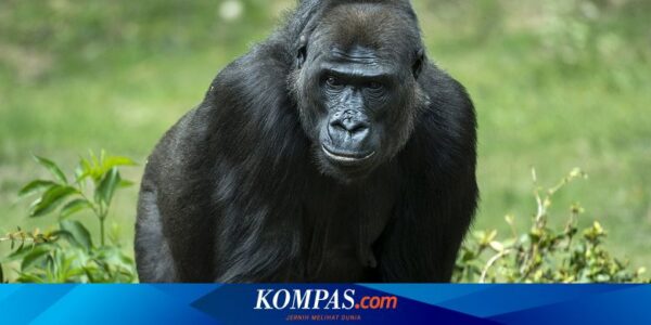 Gorila Tertua di Kebun Binatang AS Disuntik Mati, Ini Alasannya