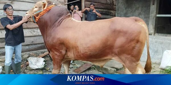 Jokowi Berikan 68 Sapi Kurban pada Idul Adha 2024