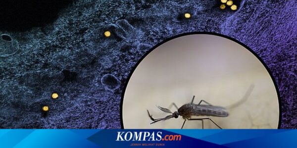 Kenali Apa Itu Virus West Nile yang Menyebar Melalui Gigitan Nyamuk
