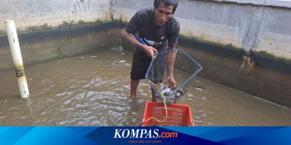 Lewat Program Zakat Produktif Dompet Dhuafa, Kandang Maggotin Lampung Panen Ratusan Kg Lele