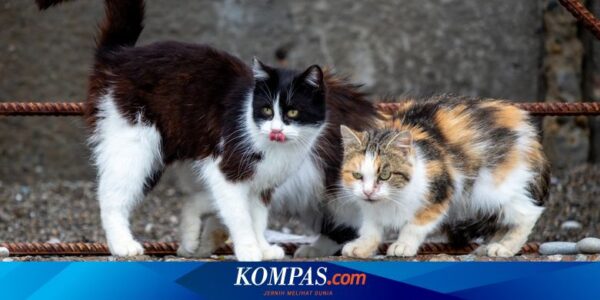 Lomba Bunuh Kucing Liar di Selandia Baru Dilanjutkan meski Tuai Protes Global