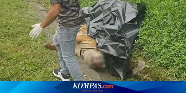 Seekor Harimau Malaya Mati Tertabrak Mobil di Jalan Tol