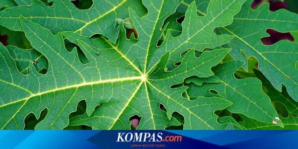 7 Khasiat Rebusan Daun Pepaya untuk Kesehatan