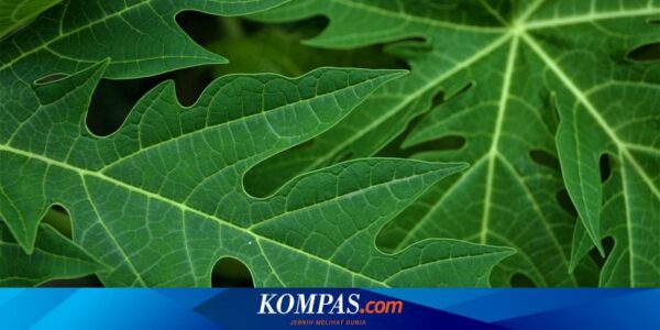 Apakah Daun Pepaya Boleh Dikonsumsi Setiap Hari? Ini Penjelasannya…