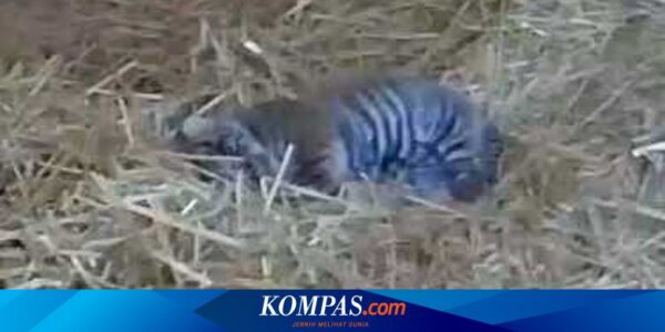 Bayi Harimau Sumatera Lahir di Kebun Binatang Lousville AS