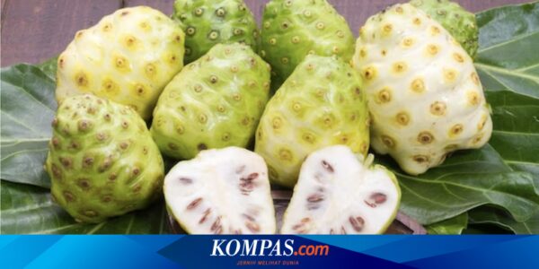 Buah Mengkudu Bisa Mengobati Penyakit Apa? Berikut 6 Daftarnya