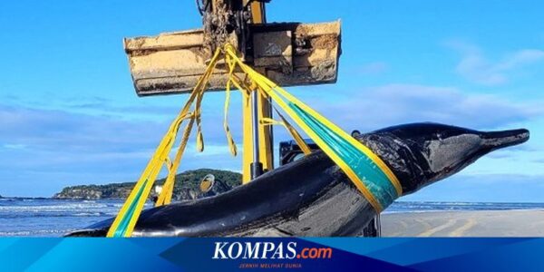 Paus Paling Langka di Dunia Mati Terdampar di Selandia Baru