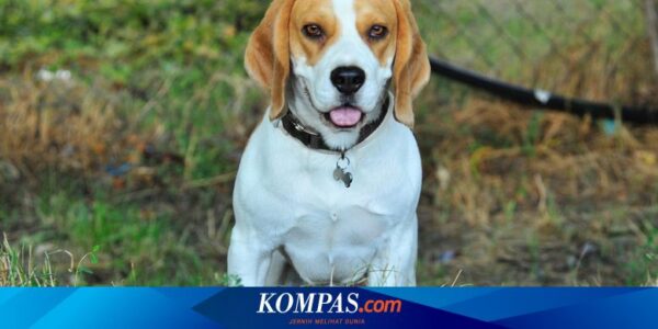 Peran Anjing Ceco Menjaga Korea Selatan dari Kutu Kasur Pasca-Olimpiade Paris 2024