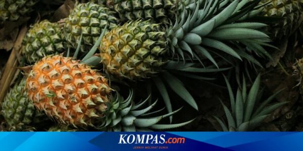 Apa Manfaat Makan Buah Nanas Setiap Hari? Berikut 10 Daftarnya…