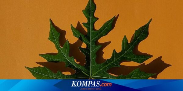 Apakah Daun Pepaya Mengakibatkan Darah Tinggi? Berikut Penjelasannya…