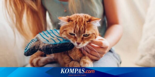 Benarkah Bulu Kucing Lebih Menyebabkan Alergi Dibanding Anjing