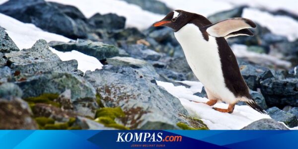 Bikin Khawatir Pawang, Penguin yang Hilang 2 Minggu Ini Ditemukan Bahagia di Laut