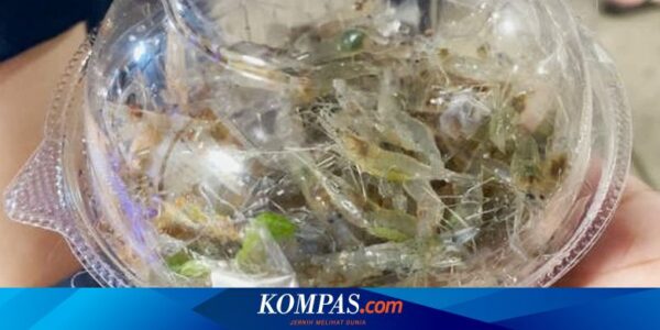 Di Thailand Ada Salad Udang Hidup yang Disajikan di Atas Piring