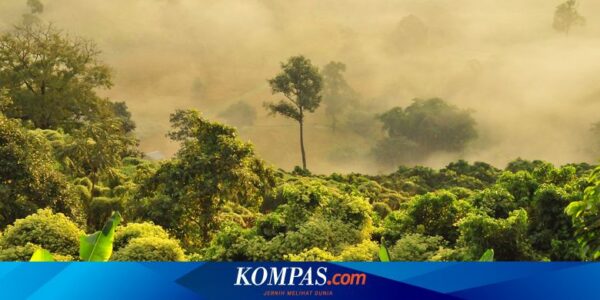 Hilang 4 Hari, Bocah 6 Tahun Ditemukan di Hutan Vietnam, Ini Cara Dia Bertahan Hidup