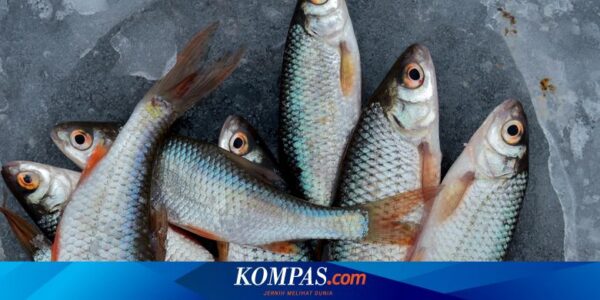 Hilirisasi Dorong Masyarakat Gemar Makan Ikan