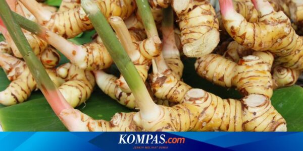 Ini Khasiat Luar Biasa dari Lengkuas, Bukan Sekadar Bumbu Masak