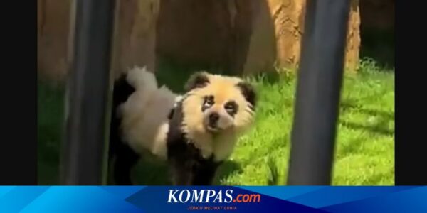 Kebun Binatang di China Tipu Pengunjung, Anjing Dicat Jadi Panda