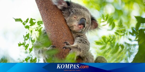 Koala Masuk Toko di Australia, Keras Kepala Tak Mau Dikeluarkan